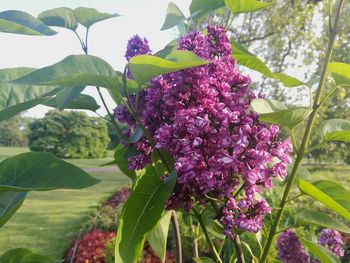 Close-up of purple flowers