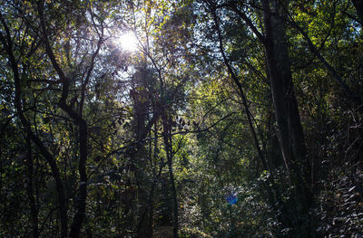 Low angle view of trees in forest