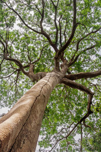 Low angle view of tree in forest against sky