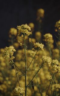 Close-up of wilted plant on field