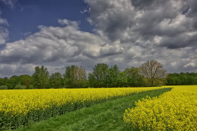 Scenic view of oilseed rape field against cloudy sky