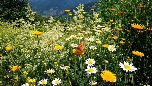 View of flowering plant in field