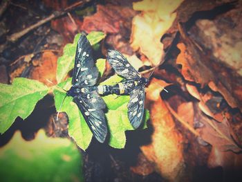 Close-up of leaves