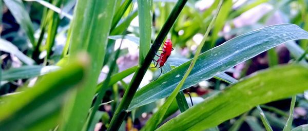 Close-up of insect on plant