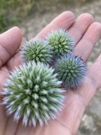 Close-up of hand holding plant