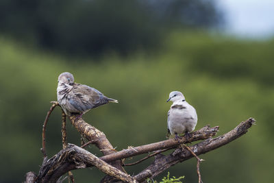 Birds perching on branch