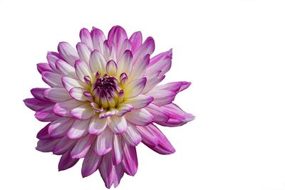 Close-up of pink flower against white background