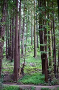 Trees in forest