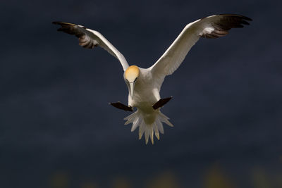 Close-up of gannet flying