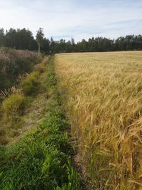 Scenic view of field against sky