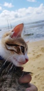 Close-up of a hand holding crab on beach