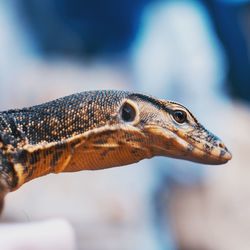 Close-up of lizard