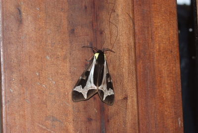 Close-up of insect hanging against blurred background