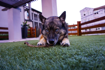 Dog sitting on grass