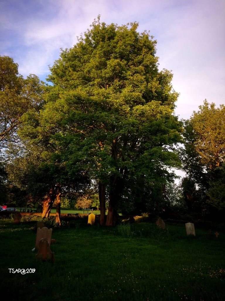 plant, tree, grass, nature, land, green color, sky, field, animal themes, animal, mammal, no people, livestock, domestic animals, beauty in nature, domestic, day, growth, tranquility, cloud - sky, outdoors