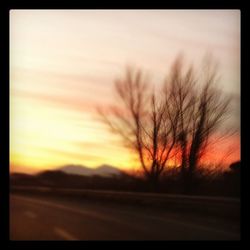 Bare trees on landscape at sunset