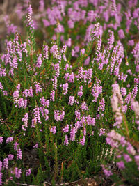 Close-up of purple lavender flowers on field