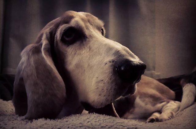 CLOSE-UP OF DOG RESTING ON COUCH