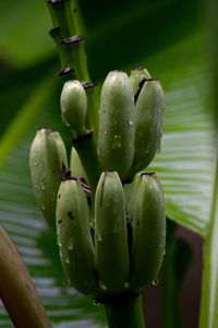 Close-up of prickly pear cactus
