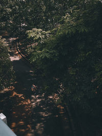 High angle view of footpath amidst trees in forest