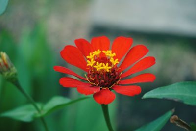 Close-up of red flower