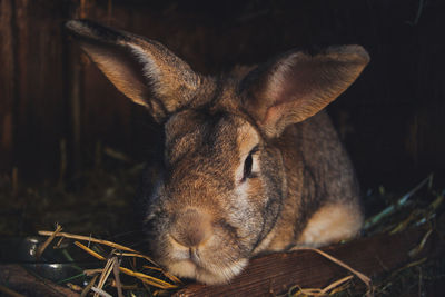 Close-up of a resting