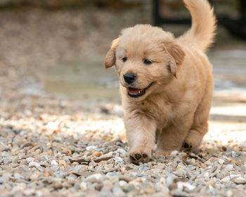 Close-up portrait of dogs on field