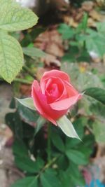 Close-up of pink rose blooming outdoors