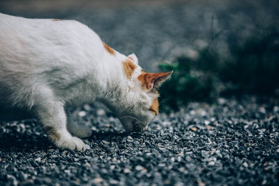 Close-up of cat on road