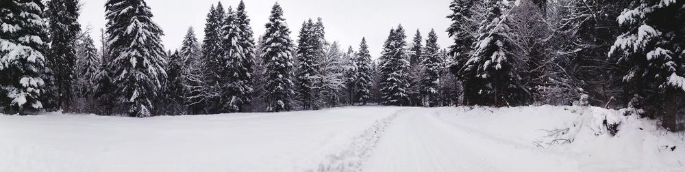 Snow covered land and trees during winter