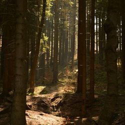 Trees in forest