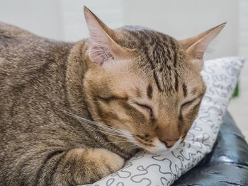 Close-up of cat relaxing at home