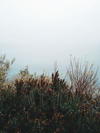 Plants growing on land against sky