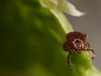 Close-up of insect on plant