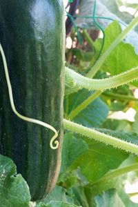 Close-up of green leaves