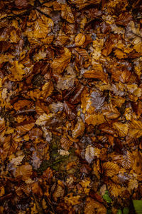 Full frame shot of autumnal leaves