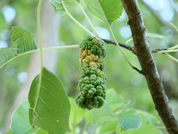 Close-up of fruit growing on tree