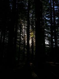 Silhouette trees in forest