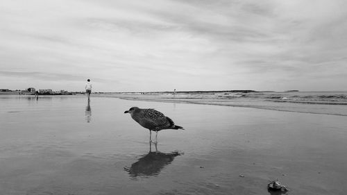 View of birds on beach