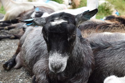 Close-up of goat on field