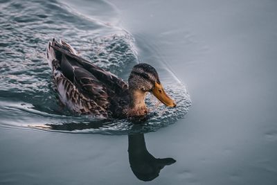 Close-up of a duck swimming in a lake