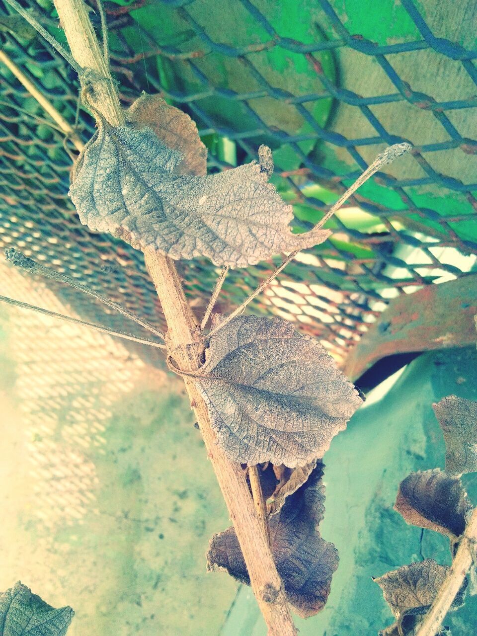 CLOSE-UP OF DRY LEAVES ON TREE