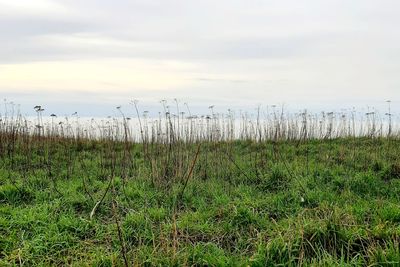 Scenic view of field against sky