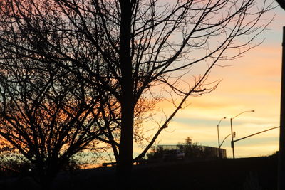 Silhouette of bare tree at sunset