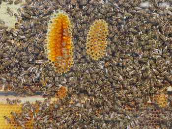 High angle view of insect on ground