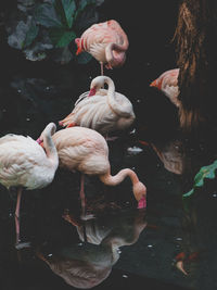 Flamingoes perching in lake