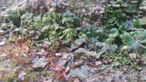 Plants growing on field