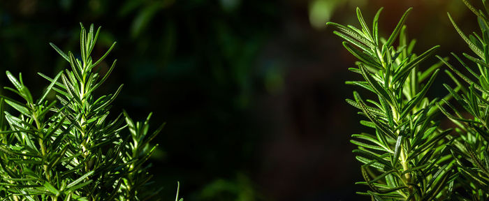 Close-up of fresh green plant