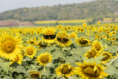 Close-up of honey bee on sunflower