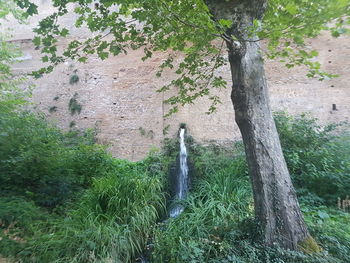 Statue against tree trunk